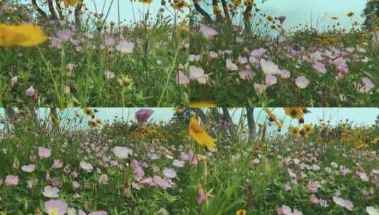 慢镜头穿过茂密的菊花高清在线视频素材下载