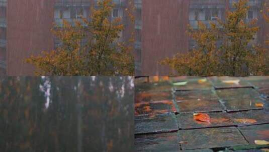 秋雨落叶高清在线视频素材下载