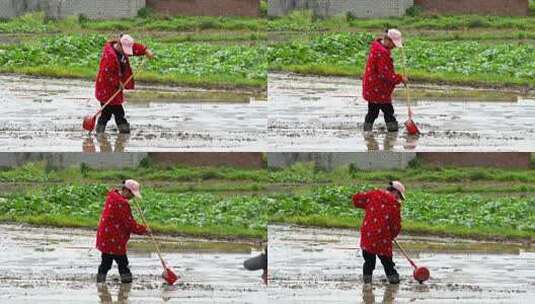 农民撒播水稻种子春天立春雨水芒种小满稻谷高清在线视频素材下载