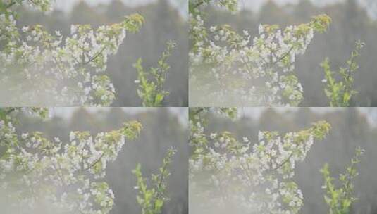 唯美小清新春天花朵高清在线视频素材下载