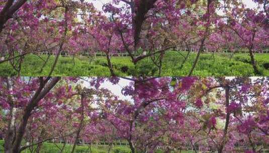 春天森林公园海棠花盛放唯美清新浪漫户外高清在线视频素材下载