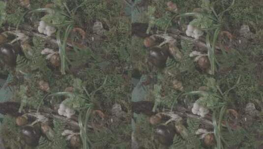 蘑菇微景观/下雨/log可调色高清在线视频素材下载