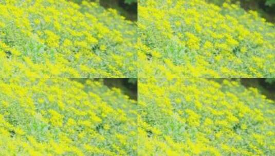 夏天温暖唯美柔光黄色花丛实拍高清在线视频素材下载