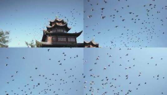 飞翔在天空的鸽子高清在线视频素材下载