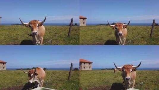海边绿色草地上一头大角豪华轿车奶牛的特写镜头高清在线视频素材下载