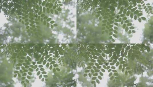 树枝树叶高清在线视频素材下载