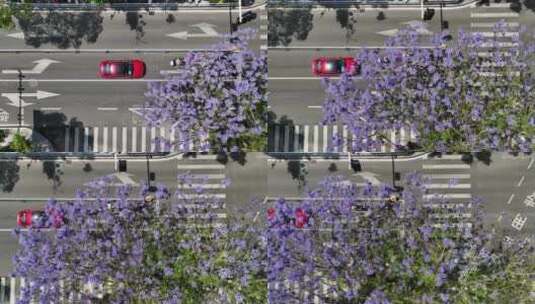 蓝花楹街道路航拍4k唯美空镜头实拍城市高清在线视频素材下载