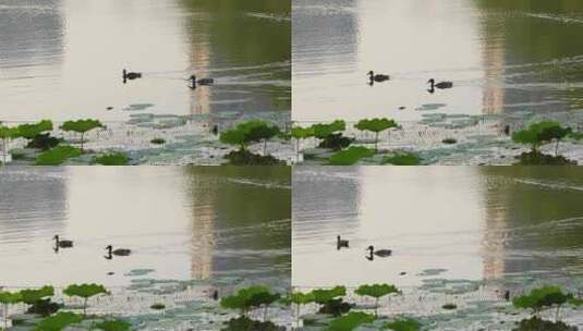 两只野鸭在湖里游高清在线视频素材下载