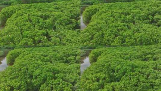 红树林湿地 海边红树林 候鸟 栖息地航拍高清在线视频素材下载