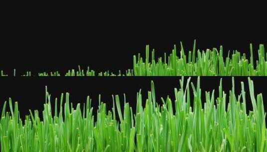 一棵小草生长的过程高清在线视频素材下载