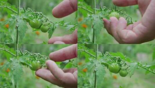 特写检查菜园里的青色西红柿高清在线视频素材下载