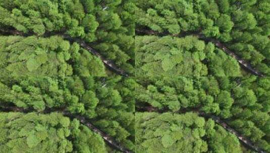 4K航拍浙江杭州临安青山湖水上森林高清在线视频素材下载
