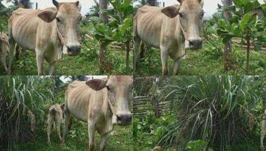 柬埔寨蒙多基里村的奶牛高清在线视频素材下载