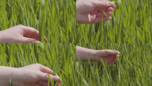 农业专家查看水稻生长情况高清在线视频素材下载