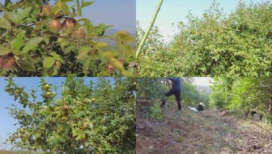 油茶树 采茶籽 油茶果高清在线视频素材下载