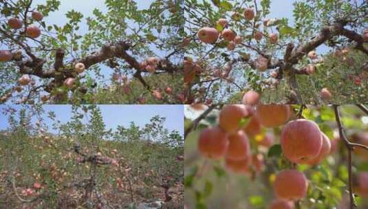 苹果 苹果树高清在线视频素材下载