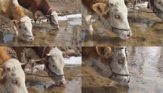 动物黄牛喝水畜牧业养殖业高清在线视频素材下载