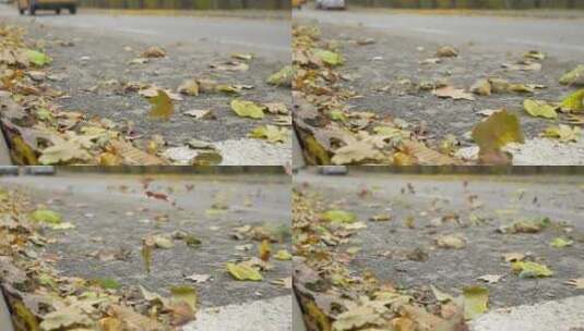 公路上散落的树叶高清在线视频素材下载
