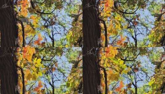 风中的秋叶色彩缤纷高清在线视频素材下载