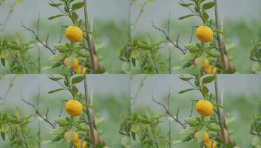 农村阴天下雨梅雨橘子树滴水高清在线视频素材下载