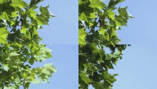 大自然树叶高清在线视频素材下载