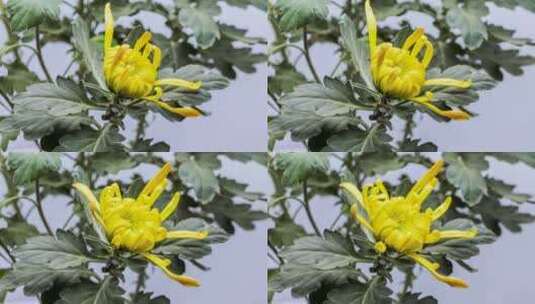 绚丽多姿的菊花绽放秋季黄色花朵盛开延时高清在线视频素材下载