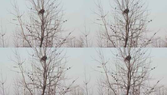 冬天农村树枝头一群八哥鸟高清在线视频素材下载