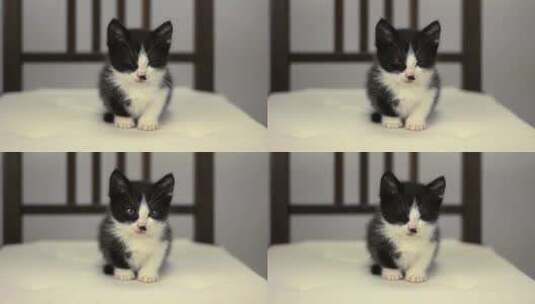 黑色可爱的小猫咪玩耍高清在线视频素材下载