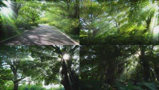 森林树林丁达尔光耶稣光树荫阳光小路高清在线视频素材下载