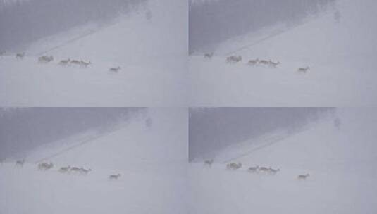 蒙原羚黄羊的冬天高清在线视频素材下载