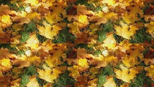 秋天落叶高清在线视频素材下载