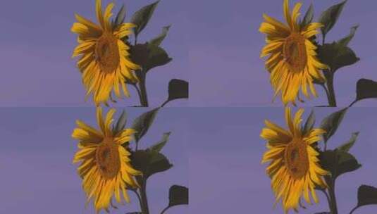 阳光照耀下的向日葵上趴着一只蜜蜂高清在线视频素材下载