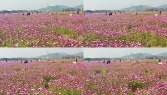 中山崖口格桑花花海五高清在线视频素材下载