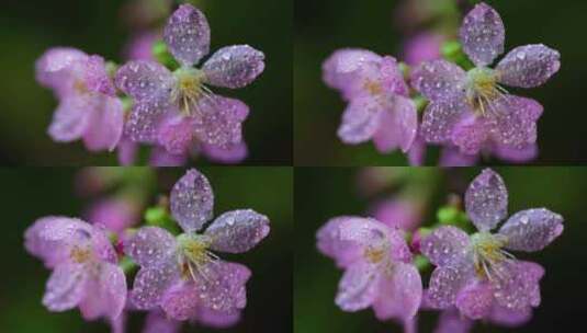 春天粉色樱花早樱花卉高清在线视频素材下载