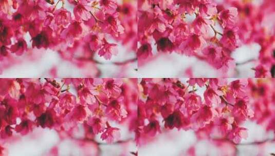 春天粉色的花高清在线视频素材下载