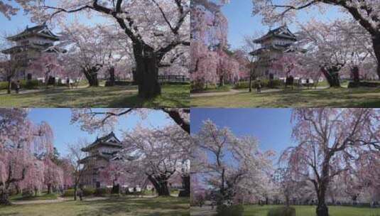 唯美治愈日本樱花建筑街道高清在线视频素材下载