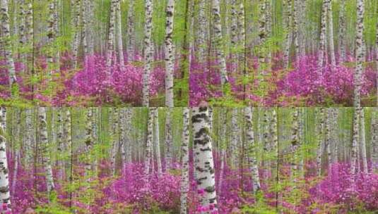 白桦林中的杜鹃花高清在线视频素材下载