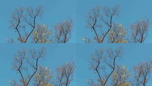 冬天蓝天枯树枯叶树枝高清在线视频素材下载