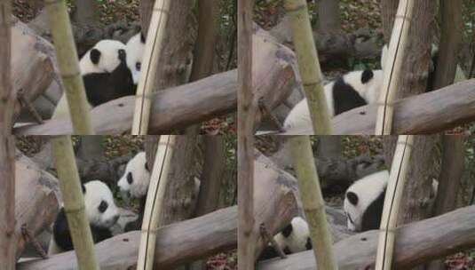可爱的两只大熊猫幼崽在一起玩耍打架高清在线视频素材下载