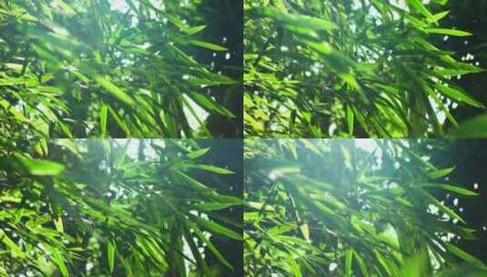 阳光下江南园林竹子竹叶炫光光影空镜高清在线视频素材下载