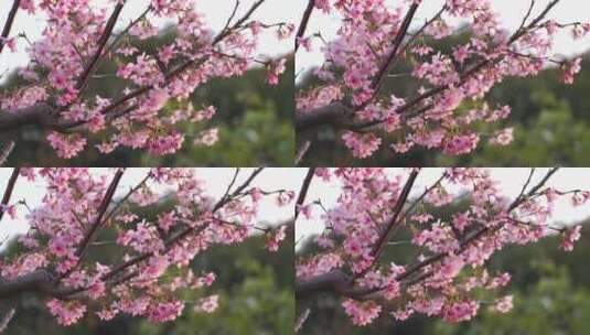 桃花特写桃树树枝花朵高清在线视频素材下载