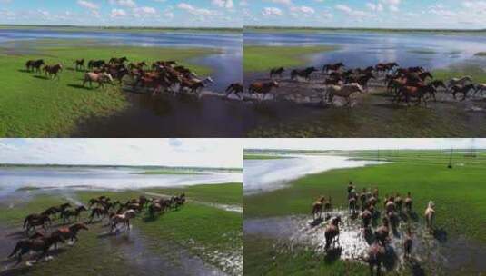 4k-蒙古马-马群-草原生活-蒙古马精神高清在线视频素材下载