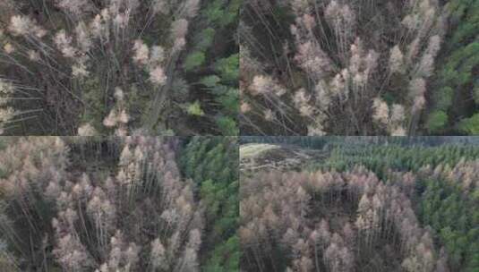 英国冬季风暴造成重大破坏的森林鸟瞰图高清在线视频素材下载