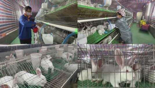兔子养殖高清在线视频素材下载