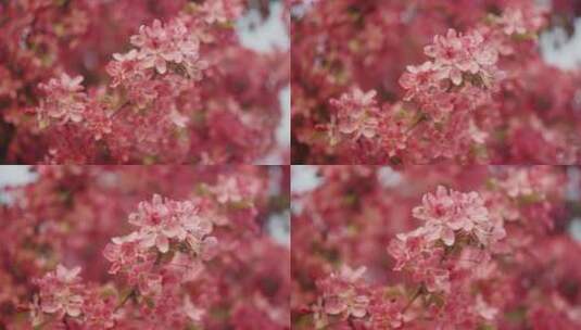 满树的花朵高清在线视频素材下载