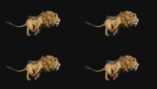 3D狮子坐骑奔跑动画（带透明通道)高清在线视频素材下载