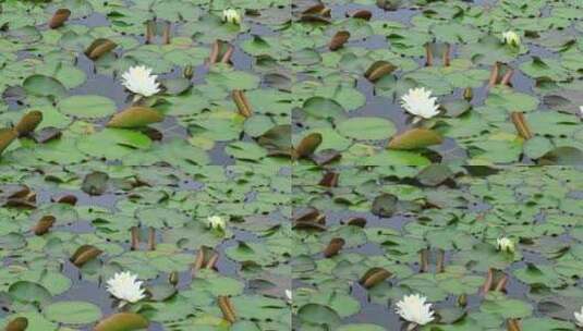 池塘大面积的睡莲莲花正在盛开高清在线视频素材下载
