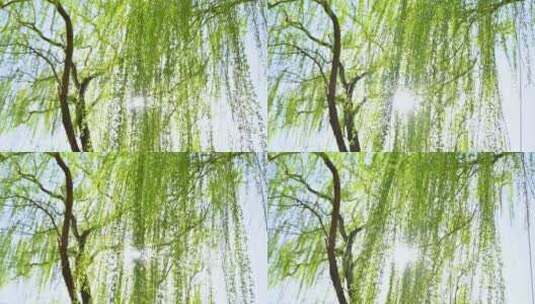 春天柳树垂柳生长绿色发芽仰视逆光特写高清在线视频素材下载
