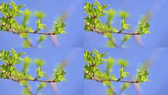 春天树枝生长绿色芽孢枝头发芽特写高清在线视频素材下载