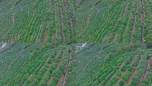 航拍茶山茶园茶叶高清在线视频素材下载